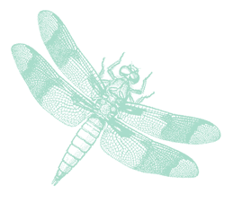 Illustration d'une libellule.