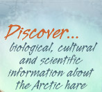 Text: Discover... biological, cultural and scientific information about the Arctic hare.