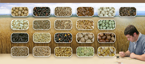 Twenty-one crops are currently designated as grain under the CGR: barley, beans, buckwheat, canola, chick peas, corn, fababeans, flaxseed, lentils, mixed grain, mustard seed, oats, peas, rapeseed, rye, safflower seed, solin, soybeans, sunflower seed, triticale, and wheat. / Les vingt et une cultures suivantes sont prsentement dsignes comme des grains aux termes de la LGC : avoine, bl, canola, colza, fveroles, grain mlang, graine de carthame, graine de lin, graine de moutarde, graine de tournesol, haricots, lentilles, mas, orge, pois, pois chiches, sarrasin, seigle, solin, soja et triticale.