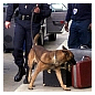 Photo of security officers with dog sniffing luggage