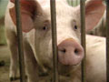 Topic: Hog Wild: Canada's Pork Industry