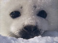 Topic: Pelts, Pups and Protest: The Atlantic Seal Hunt