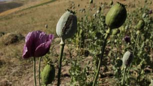 Opium poppy secrets unlocked