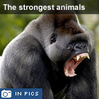 World's strongest animals