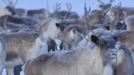 Arctic reindeer