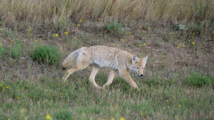 A coyote prowls the Saskatchewan prairie somewhere between Kerrobert and Kindersley. More than 70,000 of them were killed under a provincial bounty program over the past year.
