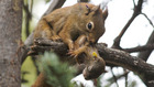 Stressed moms give babies a boost, squirrel study suggests