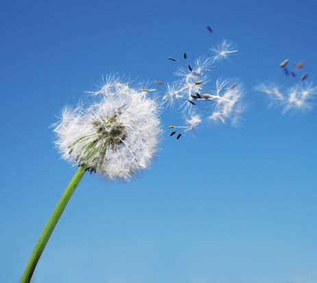 Dandelion with seeds blowing in the wind