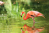 Flamingo on Green