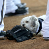 15 photos of Hank, the adorable dog the Brewers found at spring training