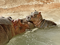 Hippo gives birth to adorable calf at L.A. Zoo