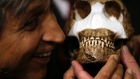 South Africa Human Ancestor