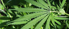 Légaliser le cannabis : l'Uruguay en exemple