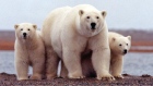 OIL-ARCTIC/WWF