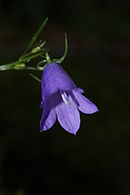 Campanula rotundifolia 9533.JPG