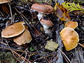 Jersey cow mushroom (left, right) and rosy spike-cap (centre)