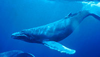A humpback whale, underwater