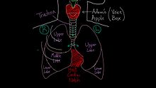 File:Meet the lungs.webm