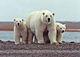 Polar bear with young - ANWR.jpg