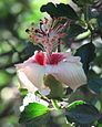 Philip Island Hibiscus