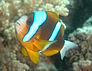 Barrier reef anemone fish