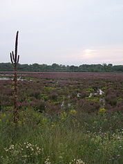 A marshland, with a tall mullein plant on the left