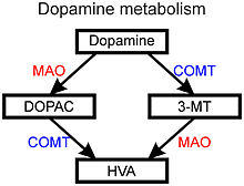 Diagram of primary pathways of dopamine metabolism. The metabolism of dopamine into DOPAC (3,4-dihydroxyphenylacetic acid) and 3-MT (3-methoxytyramine) is followed by metabolism of these intermediate products into HVA (homovanillic acid) by the action of MAO (monoamine oxidase) and COMT (catechol-O-methyltransferase).