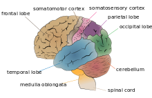 A labeled brain diagram