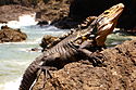 Iguana Manual Antonio.jpg
