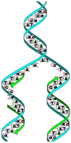 DNA replication split.svg