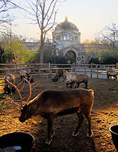 Seven reindeer with large antlers graze in a pen in front of a red domed building in winter.