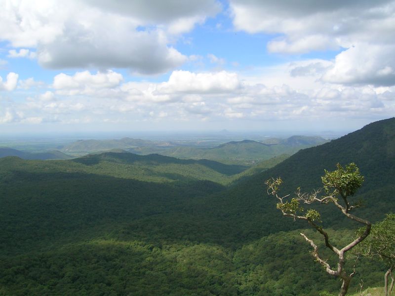 View of the Mudumalai forest in Tamilnadu