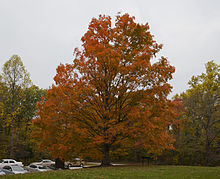 Parque Estatal Brown County, Indiana, Estados Unidos, 2012-10-14, DD 09.jpg
