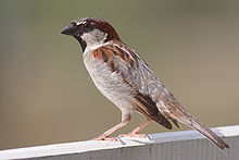small sparrow with pale belly and breast and patterned wing and head