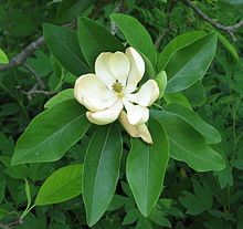 Sweetbay Magnolia Magnolia virginiana Flower Closeup 2242px.jpg