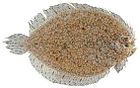 Indonesian ocellated flounder