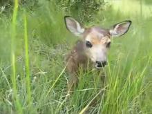 File:Baby fawn's first steps.ogv