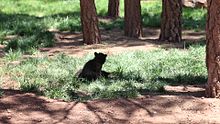File:Black Bear Cubs Wrestling in Bearizona, Arizona.webm