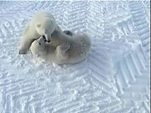 File:Play fight of polar bears edit 1.avi.OGG