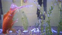 A tank filled with goldfish with a live web camera feed