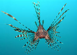 Head-on view of a red lionfish