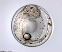 Photo of semi-transparent creature with a darker, yolk-like central structure and other approximately round internal elements