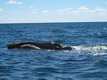 Ballenas en Península Valdès.jpg