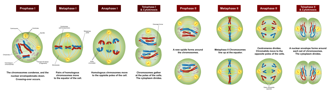 A diagram of the meiotic phases