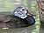 White-winged Wood Duck (Cairina scutulata) RWD5.jpg