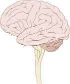 Human brain, lateral view, with brainstem