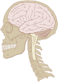 Human brain and skull