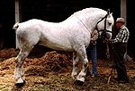 Young Boulonnais stallion