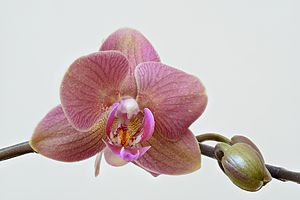 Orchid high resolution.jpg