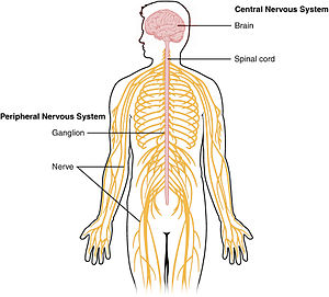 1201 Overview of Nervous System.jpg